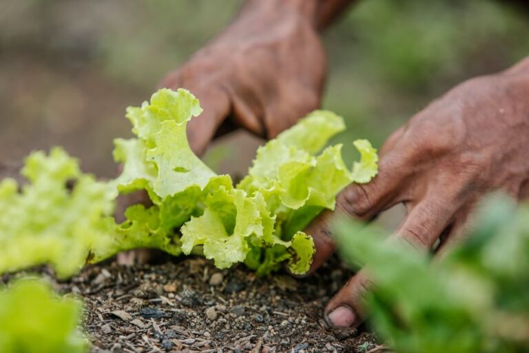 Como Criar Hábitos Sustentáveis que Contribuem para um Cotidiano Mais Saudável