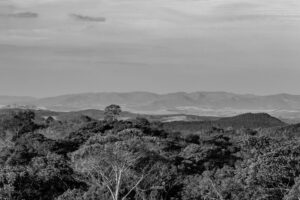A Linguagem Secreta das Árvores